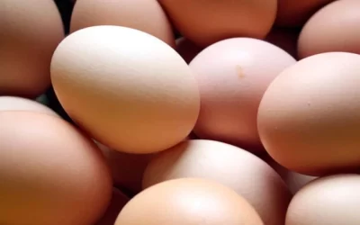 Best Quick Sources of Protein
