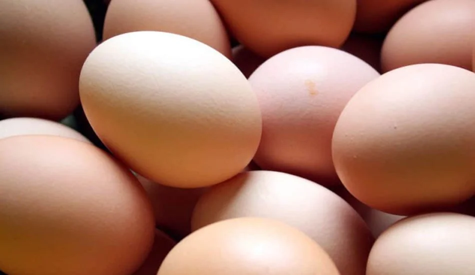 Best Quick Sources of Protein